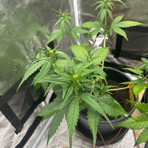Tropicana Cookies growlog timeline photo