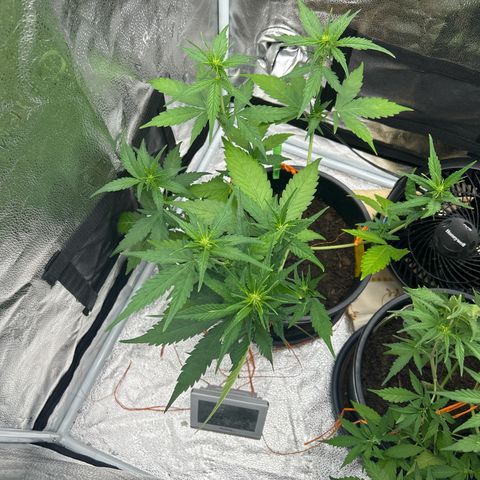 Tropicana Cookies growlog timeline photo
