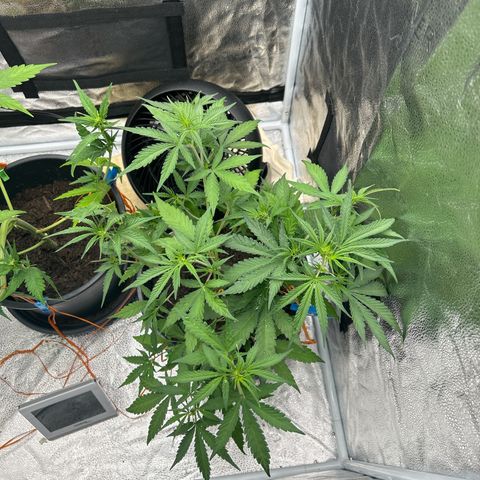Quick One growlog timeline photo