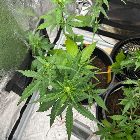 Tropicana Cookies growlog timeline photo