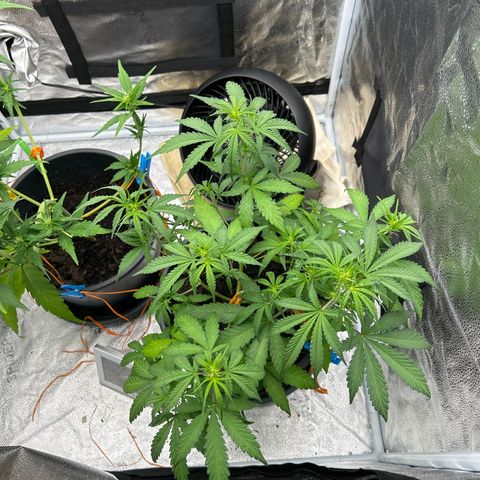 Quick One growlog timeline photo
