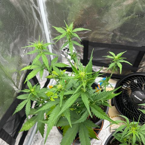 Tropicana Cookies growlog timeline photo