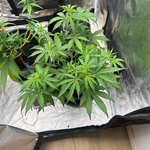 Quick One growlog timeline photo