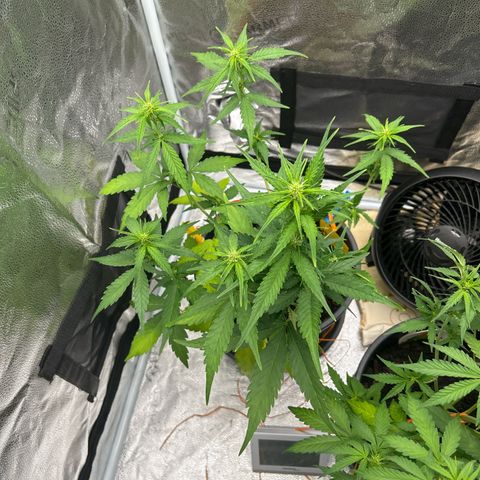 Tropicana Cookies growlog timeline photo