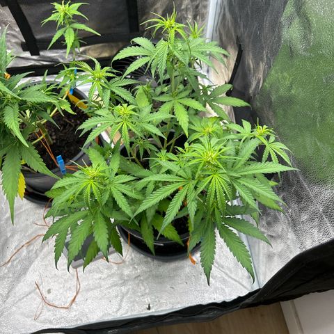 Quick One growlog timeline photo