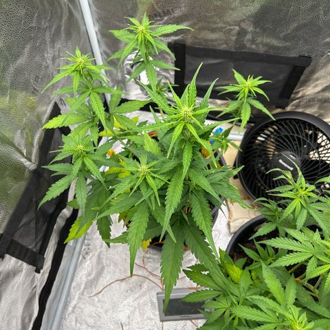 Tropicana Cookies growlog timeline photo