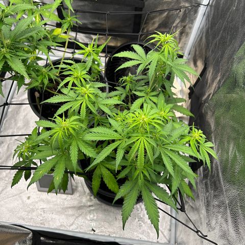 Quick One growlog timeline photo