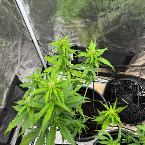 Tropicana Cookies growlog timeline photo