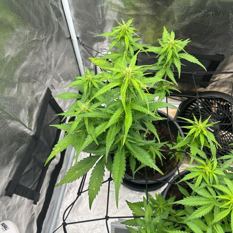 Tropicana Cookies growlog timeline photo