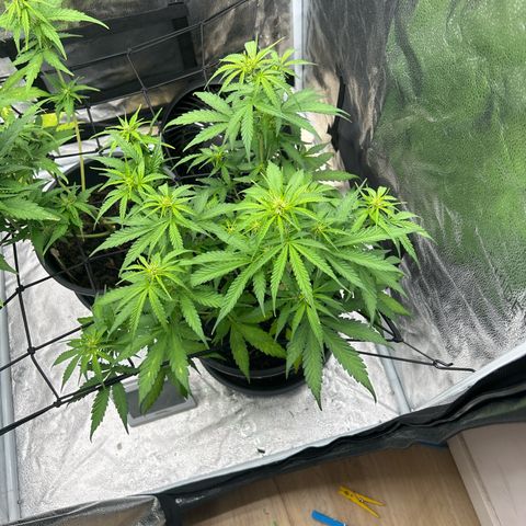 Quick One growlog timeline photo
