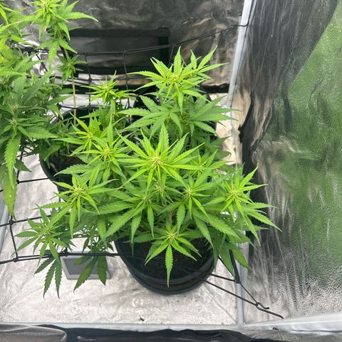 Quick One growlog timeline photo