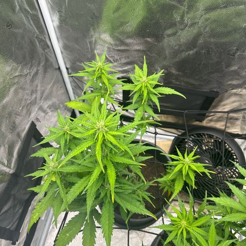 Tropicana Cookies growlog timeline photo