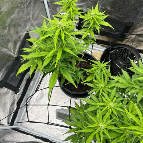 Tropicana Cookies growlog timeline photo