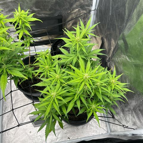 Quick One growlog timeline photo