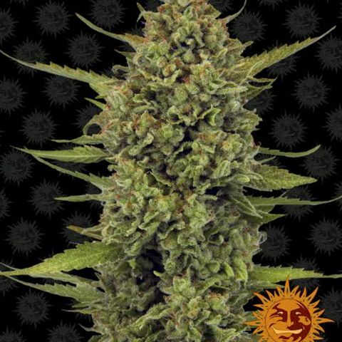 Acapulco Gold 1 growlog in Garden
