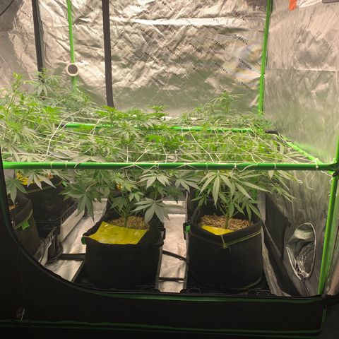 Lemon Cheese  #1 growlog photo: Beginning of week 2 flower