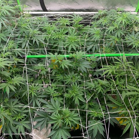 Lemon Cheese  #1 growlog photo: Beginning of week 2 flower