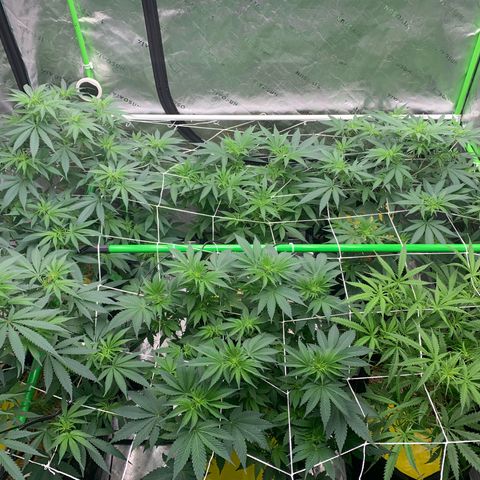 Lemon Cheese  #1 growlog photo: Beginning of week 2 flower