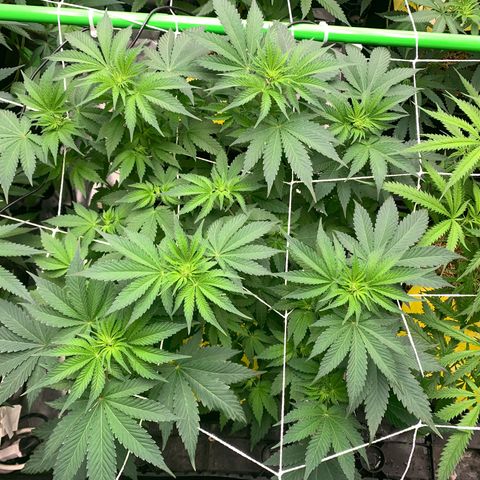 Lemon Cheese  #1 growlog photo: Beginning of week 2 flower