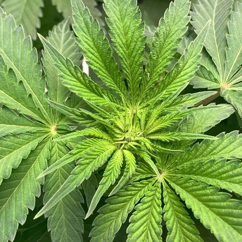 Lemon Cheese  #1 growlog photo: Beginning of week 2 flower