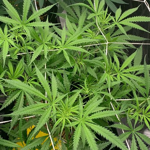 Lemon Cheese  #1 growlog photo: Beginning of week 2 flower