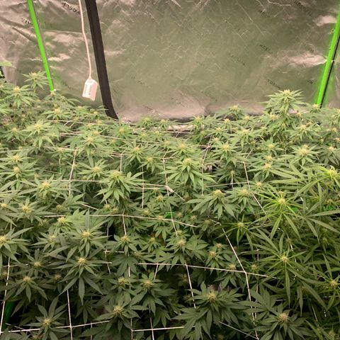 Lemon Cheese  #1 growlog photo: Starting week 4