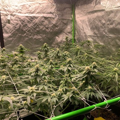 Lemon Cheese  #1 growlog photo: Starting week 4