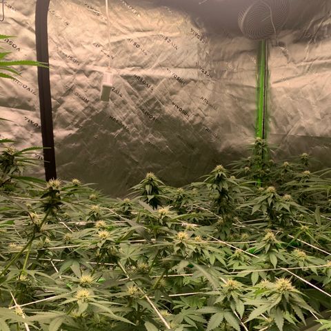 Lemon Cheese  #1 growlog photo: Starting week 4