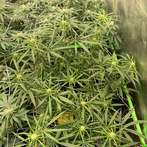Lemon Cheese  #1 growlog photo: Starting week 4