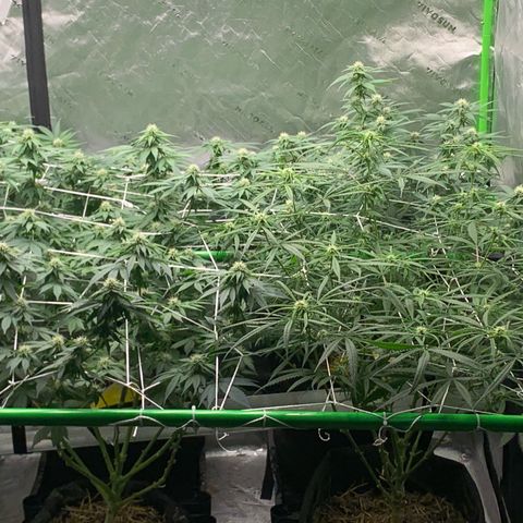Lemon Cheese  #1 growlog photo: Starting week 4