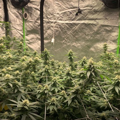 Lemon Cheese  #1 growlog photo: Start week 5 
Vitamins tomorrow 