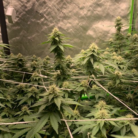 Lemon Cheese  #1 growlog photo: Start week 5 
Vitamins tomorrow 