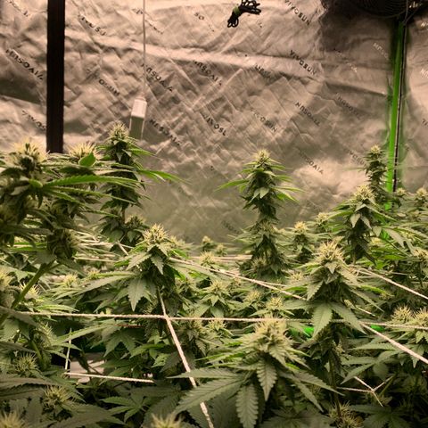Lemon Cheese  #1 growlog photo: Start week 5 
Vitamins tomorrow 