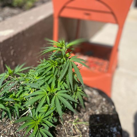  Lemon haze growlog photo:  Rained overnight