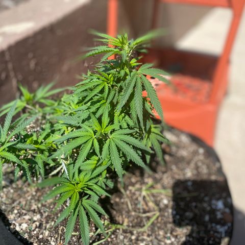  Lemon haze growlog photo:  Rained overnight