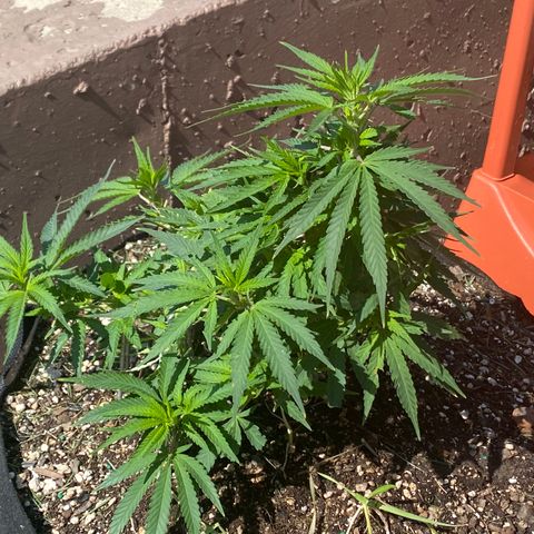  Lemon haze growlog photo:  Rained overnight