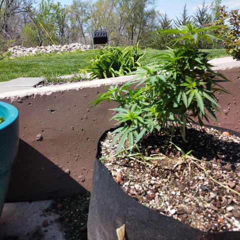  Lemon haze growlog photo:  Rained overnight