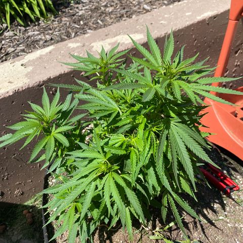  Lemon haze growlog timeline photo