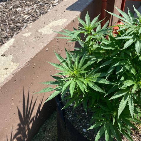  Lemon haze growlog timeline photo