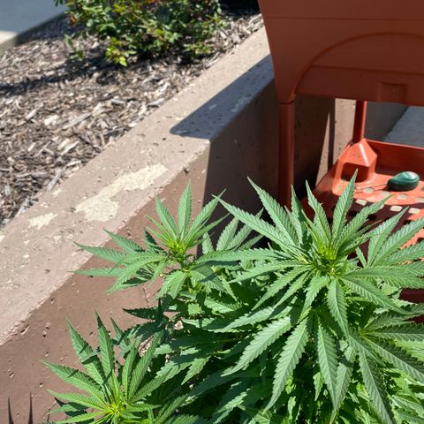  Lemon haze growlog timeline photo