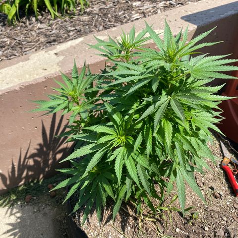  Lemon haze growlog timeline photo