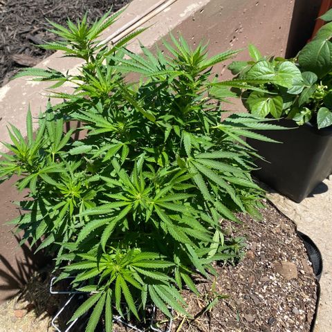  Lemon haze growlog timeline photo