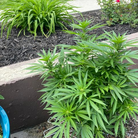  Lemon haze growlog timeline photo