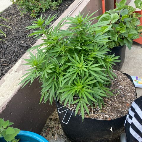  Lemon haze growlog timeline photo