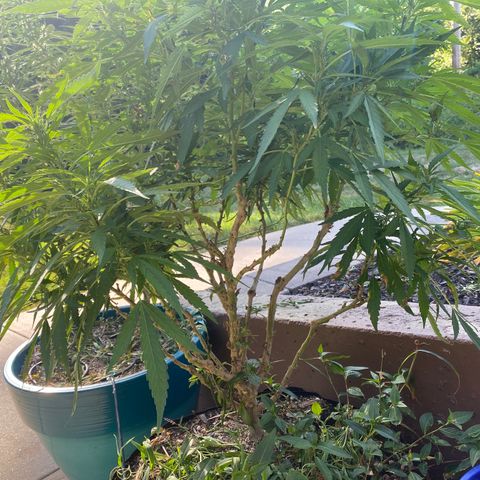  Lemon haze growlog timeline photo