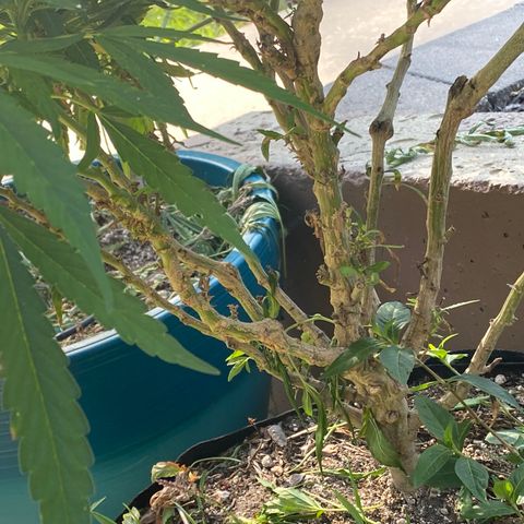  Lemon haze growlog timeline photo