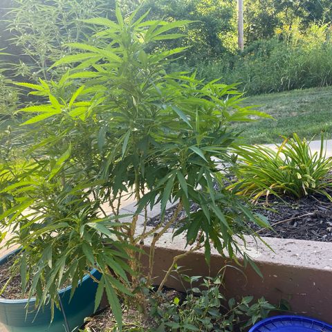  Lemon haze growlog timeline photo