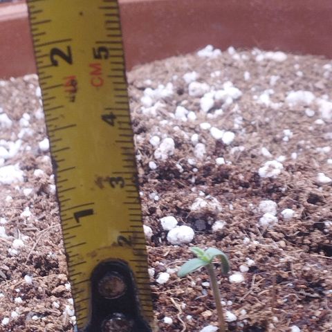 Gorilla Cookies Auto Santa Semente growlog photo: 2cm altura
Umidade 72%
22°
8:25
