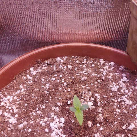 Gorilla Cookies Auto Santa Semente growlog timeline photo