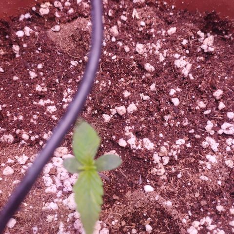 Gorilla Cookies Auto Santa Semente growlog timeline photo